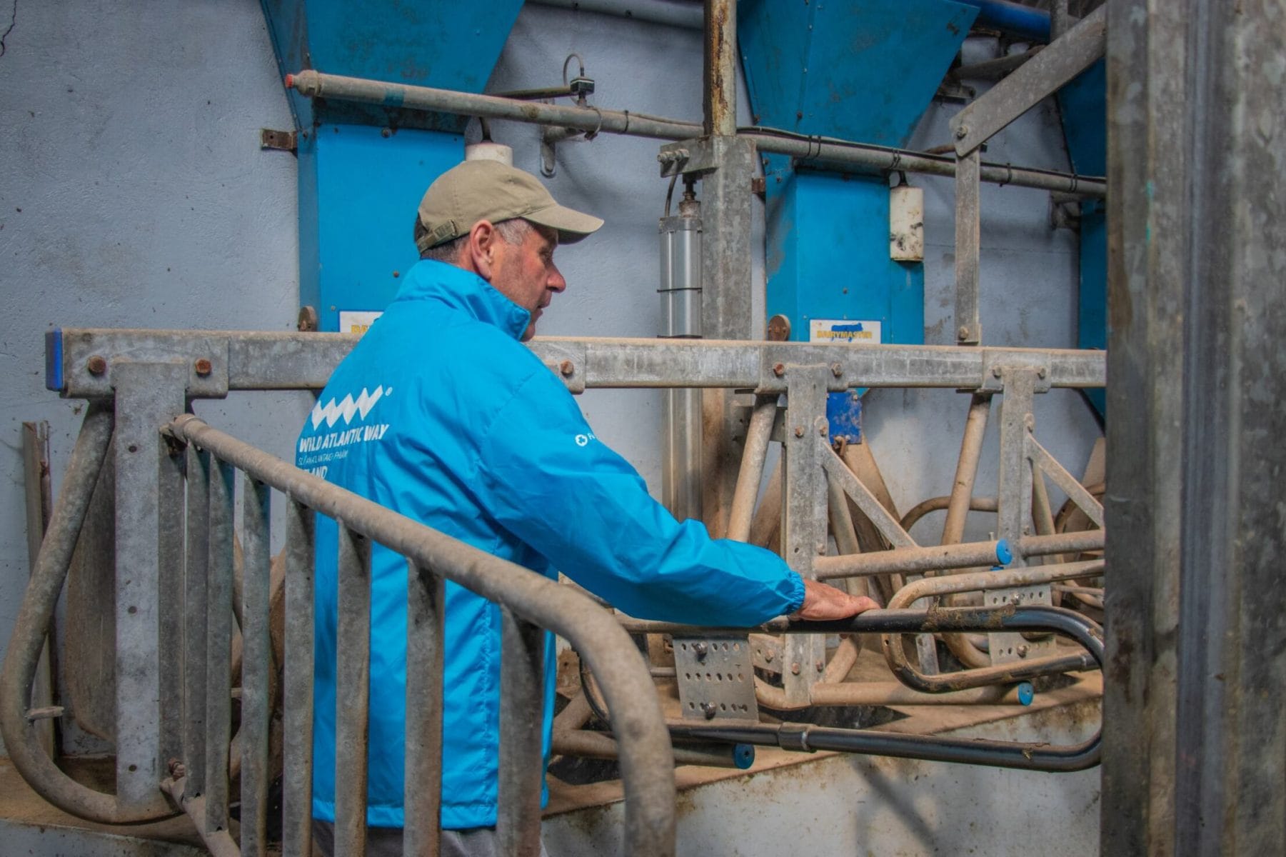 A man in a blue jacket and tan cap works inside a dairy farm, standing near metal rails and equipment.