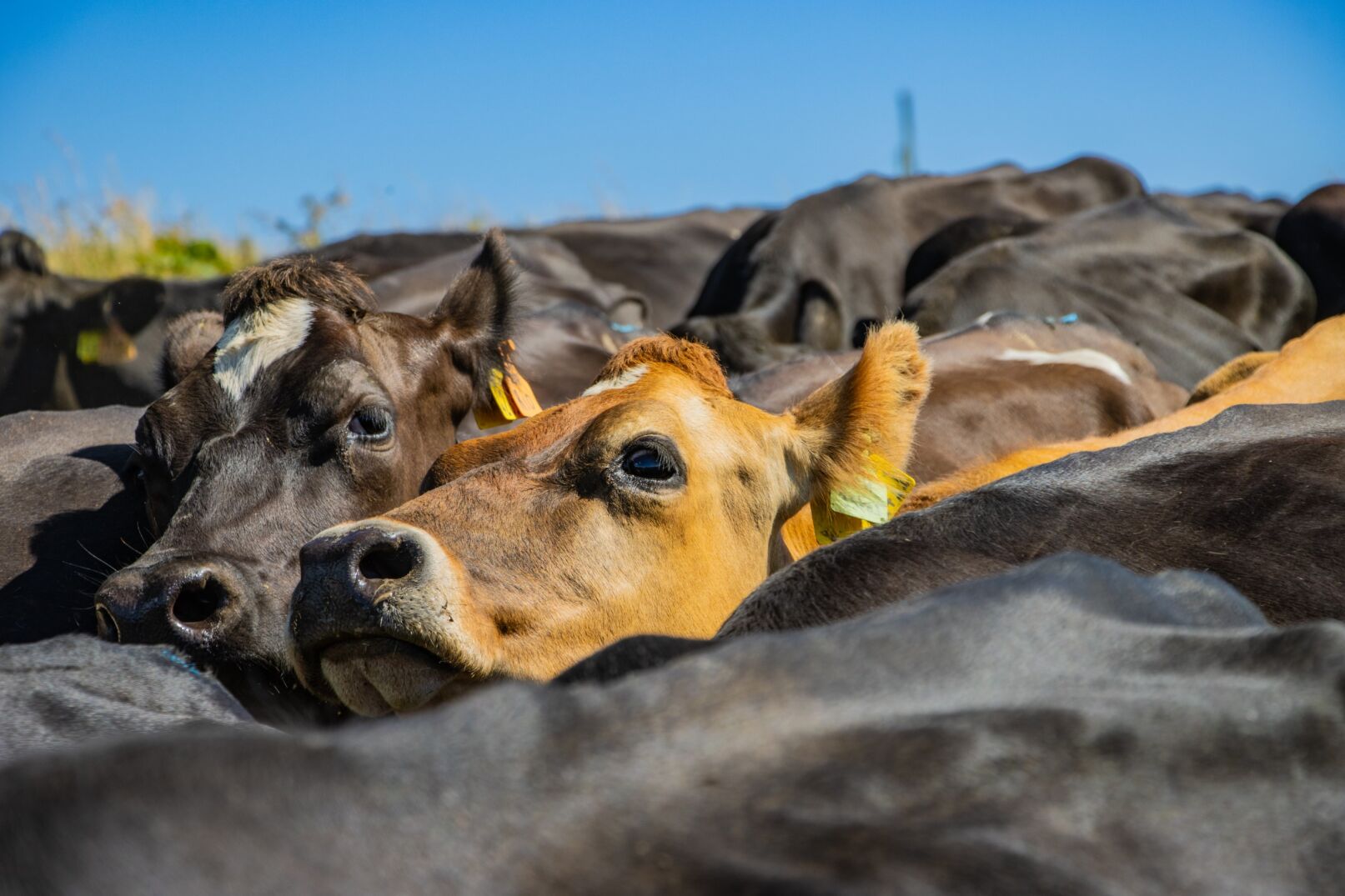 Close-up of several cows tightly packed in a herd, with blue sky in the background, as seen on sustainable farmers’ pastures.